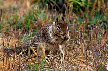 California ground squirrel {Spermophilus / Citellus beecheyi} feeding, California, USA