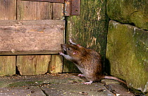 Brown rat {Rattus norvegicus} in farm building, Yorkshire, UK