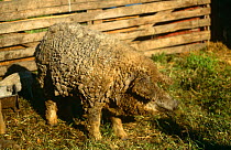 Domestic pig with woolly coat {Sus scrofa domestica} Hungary