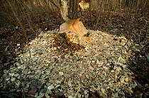 Damage to tree trunk caused by Eurasian beaver {Castor fiber} Hungary