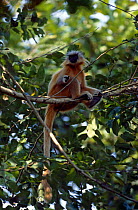 Golden langur {Presbytis / Trachuypithecus geei} sitting in tree, Assam, India