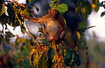 Assam macaque sitting in tree {Maccaca assamensis} Assam, India