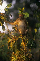 Assam macaque {Maccaca assamensis} sitting in tree, Assam, India