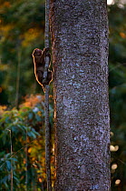 Assam macaque climbing tree {Maccaca assamensis} Assam, India