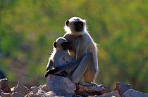 Southern plains grey / Hanuman langur {Semnopithecus dussumieri} with young, Thar Desert, Rajasthan, India