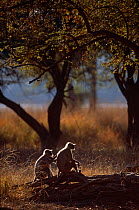 Southern plains grey / Hanuman langur {Semnopithecus dussumieri} grooming, Thar Desert, Rajasthan, India