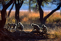 Southern plains grey / Hanuman langur {Semnopithecus dussumieri} group grooming, Thar Desert, Rajasthan, India