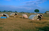 Domestic pigs {Sus scrofa domestica} Gloucester Old Spot with piglets, Free range rearing Unit, Norfolk, UK