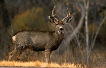 Mule deer {Odocoileus hemionus} stag,  Bosque del Appache NR, New Mexico, USA