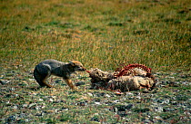 Culpeo fox {Pseudolopex culpaeus} feeding on dead sheep, Nr Torres del Paine, Chile