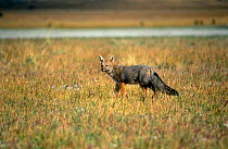 Culpeo fox {Pseudolopex culpaeus} Nr Torres del Paine, Patagonia, Chile