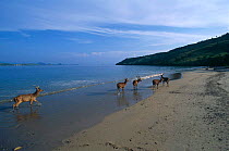 Sunda sambar deer {Cervus timorensis} on beach, Komodo Is, Indonesia