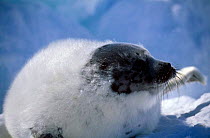 Harp seal {Phoca groenlandicus} juvenile moulting white coat, Magdalen Is, Canada