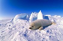 Harp seal {Phoca groenlandicus} juvenile on ice, Magdalen Is, Canada