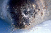 Harp seal {Phoca groenlandicus} adult portrait, Magdalen Is, Canada