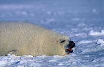 Baby Harp seal calling {Phoca groanlandicus} Magdalen Is, Canada