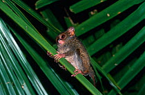 Spectral tarsier {Tarsius tarsier / spectrum} smallest primate, South America