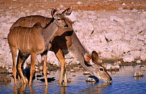 Greater kudu {Tragelaphus strepsiceros} mother and young drinking at waterhole, Etosha NP, Namibia