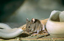 House mouse {Mus musculus} feeding on grain, Spain