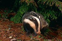 Badger {Meles meles} in woodland, Devon, UK