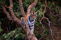 Bengal tiger {Panthera tigris tigris} juvenile from Sita's 6th litter, Bandhavgarh NP, India