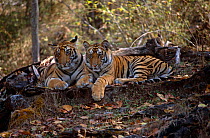 Bengal tiger {Panthera tigris tigris} two juveniles from Sita's 6th litter, Bandhavgarh NP, India