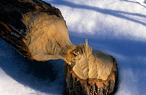 Damage to tree caused by American beaver {Castor canadensis} USA