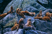 Steller sealions {Eumetopias jubata} SE Alaska, USA