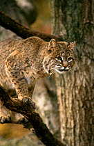 Bobcat {Lynx rufus} captive, Illinois, USA