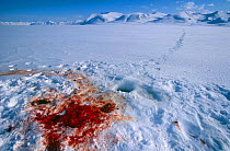 Snow stained with blood from kill of a Polar Bear, Svalbard, Noway