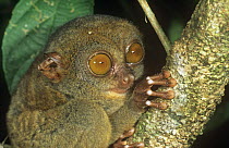 Philippine tarsier {Tarsius syrichta} captive, Bohol Is, Philippines