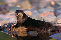 Canadian river otter {Lutra canadensis} feeding on fish, Canada captive