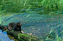American mink {Mustela vison} beside river, North America captive