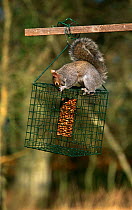 Grey squirrel {Sciurus carolinensis} on 'squirrel proof' bird feeder, Hampshire, UK