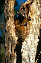 Milne-Edward's sportive lemur {Lepilemur edwardsi} in tree hole, Ankarafantsika Reserve, Madagascar