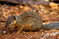 Malagasy / Narrow Striped mongoose {Mungotictis decemlineata} Kirindy forest, Madagascar