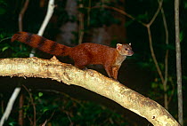 Ring tailed mongoose {Galidia elegans dambrensis} standing on tree branch, Ankarana Special Reserve, Madagascar