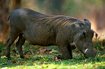 Female Warthog {Phacochoerus aethiopicus} kneeling to graze, South Luangwa NP, Zambia