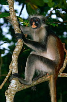 Zanzibar red colobus monkey (Procolobus kirkii) Jozani Reserve, Zanzibar, Tanzania