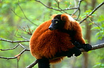 Red ruffed lemur {Varecia variegata ruber, Masoala NP, North East Madagascar