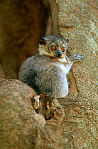 White-footed sportive lemur {Lepilemur leucopus} in tree hole, Berenty, Southern Madagascar