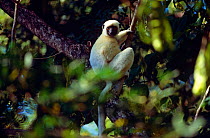 Decken's sifaka {Propithecus verrauxi deckeni} Tsiombikibo Forest, North West Madagascar