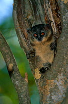 White footed sportive lemur {Lepilemur leucopus} resting in tree hole, Berenty Reserve, Madagascar
