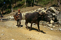 Domestic water buffalo {Bubalus arnee bubalis} with herdsman, Chisapani village, Karnali Gorge, Royal Bardia NP, Nepal