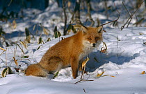 Red fox {Vulpes vulpes} in snow, Hokkaido, Japan