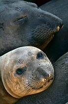 Northern elephant seal {Mirounga angustirostris} Farallon Is, California, USA