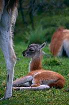 Baby Guanaco resting {Lama guanicoe} Torres del Paine NP, Patagonia, Chile
