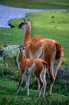 Guanaco {Lama guanicoe} mother and baby, Torres del Paine NP, Patagonia, Chile