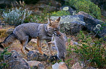 Argentine grey fox carrying cub {Pseudolopex / Dusicyon griseus} Torres del Paine NP, Patagonia, Chile