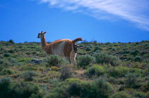Guanaco {Lama guanicoe} mother giving birth, Torres del Paine NP, Patagonia, Chile